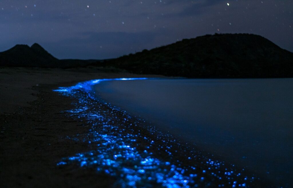 Xpicob: la playa que irradia luz por la bioluminiscencia