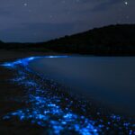 Playa bioluminiscente