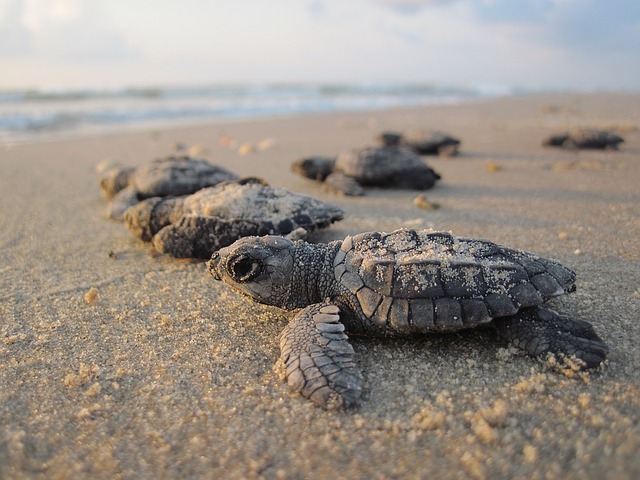 Playa con una tortuguita caminando hacia el mar